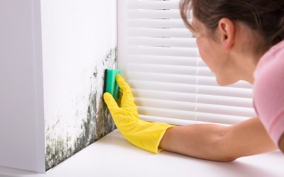 What You Need To Know About Mold Remediation in Fremont CA