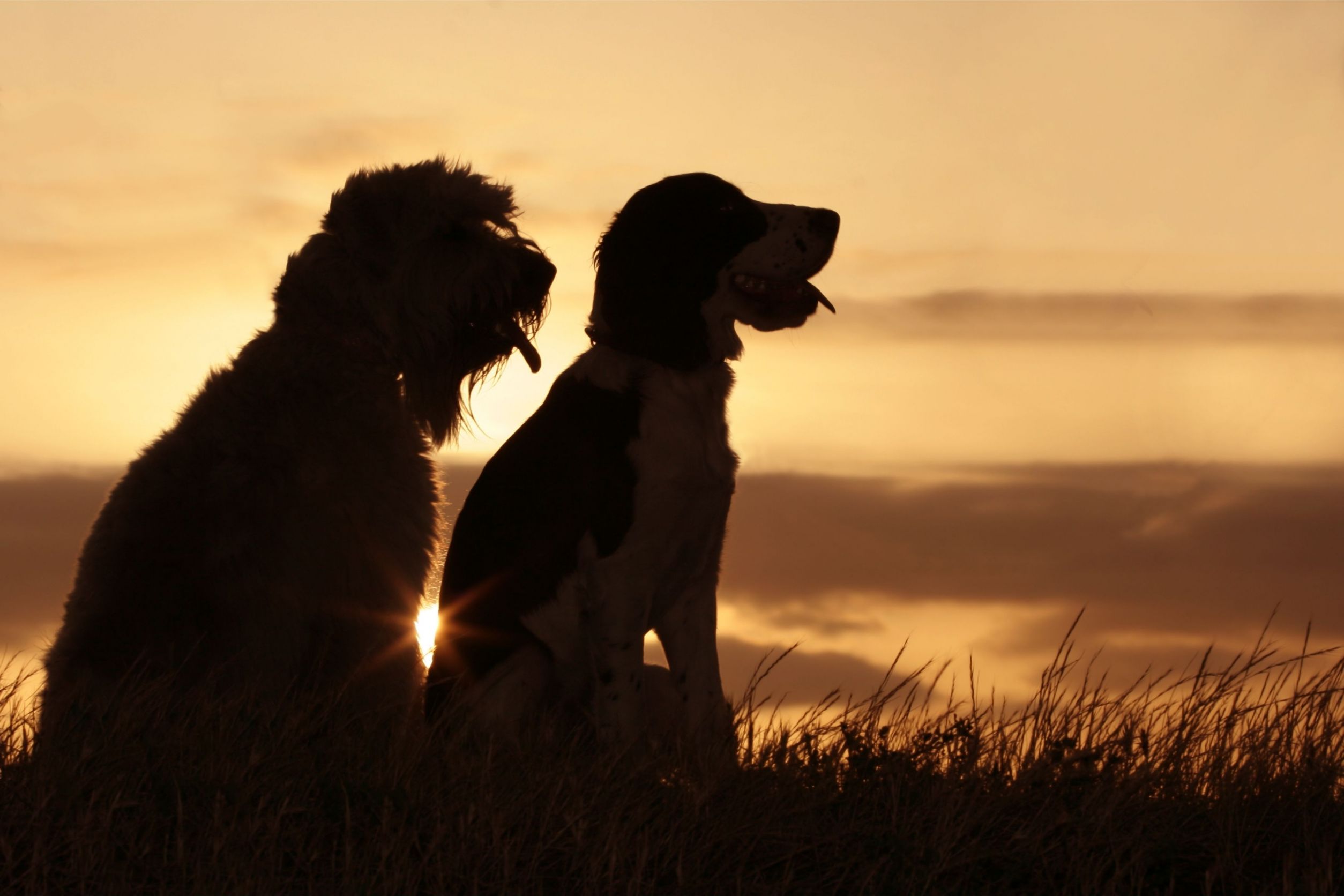 Animal Health Care Includes Abdominal Exploratory Procedures