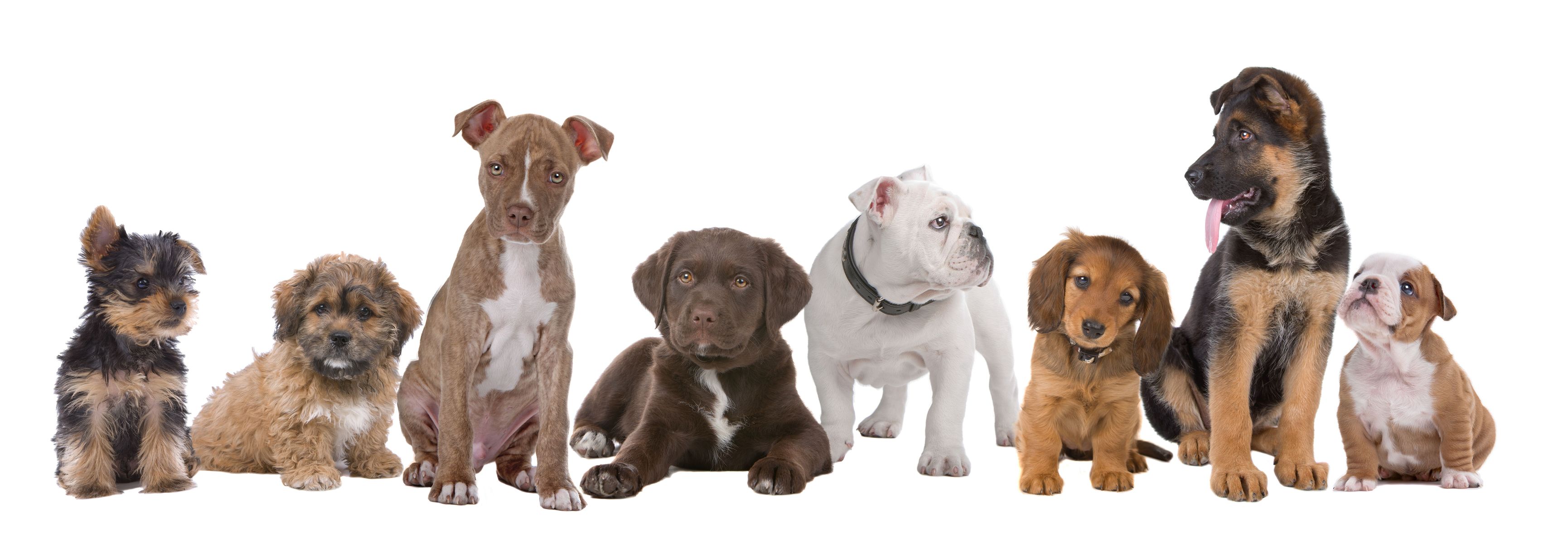 Build Better Bonds Through Professional Pet Training in Troy, OH