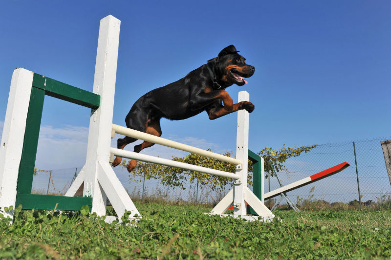 The best dog training tips for new dog owners