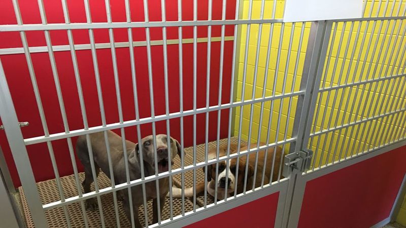 They Answer to Better Behaved Dogs is Found at the Outdoor Dog Kennel in Elkhorn, NE