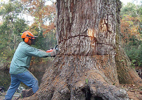 Tree Removal Service in Hampstead: A Smart Investment For Property Health
