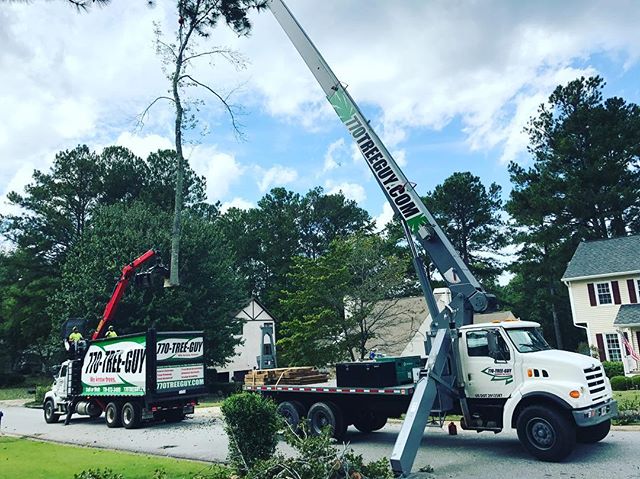 What to Look for in a Stump Grinding Service