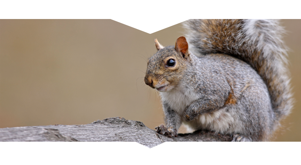 Costs of Squirrel Removal in Reynoldsburg
