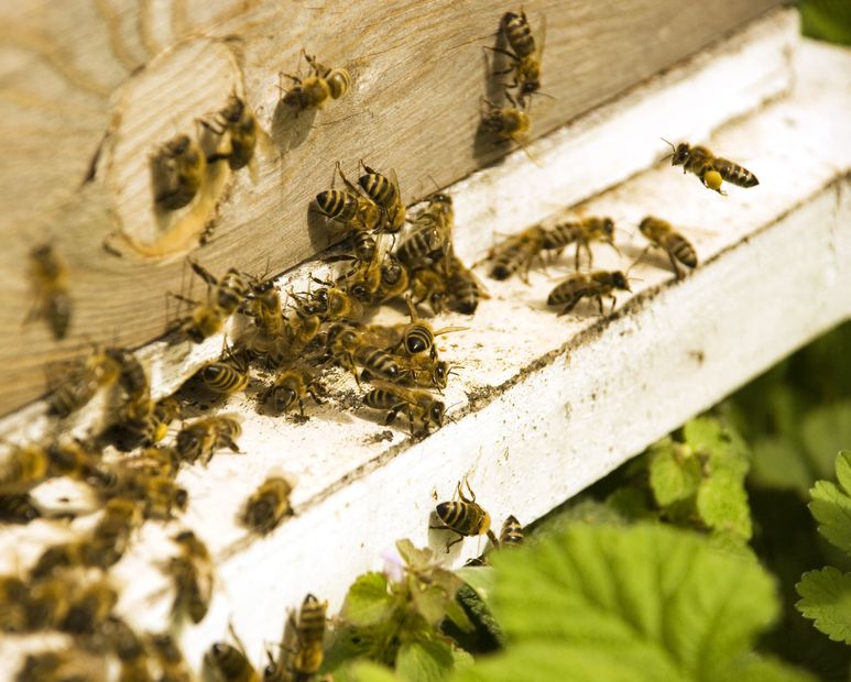 An Exterminator in Baltimore MD Can Keep Pests Away