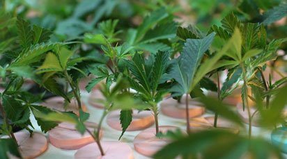 The Health Benefits Of Weed In Marysville WA