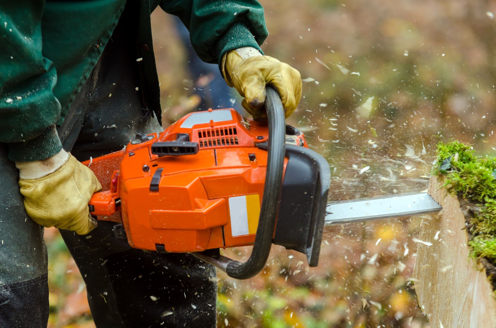 Tree Removal and Stump Grinding Services in Belmont MA