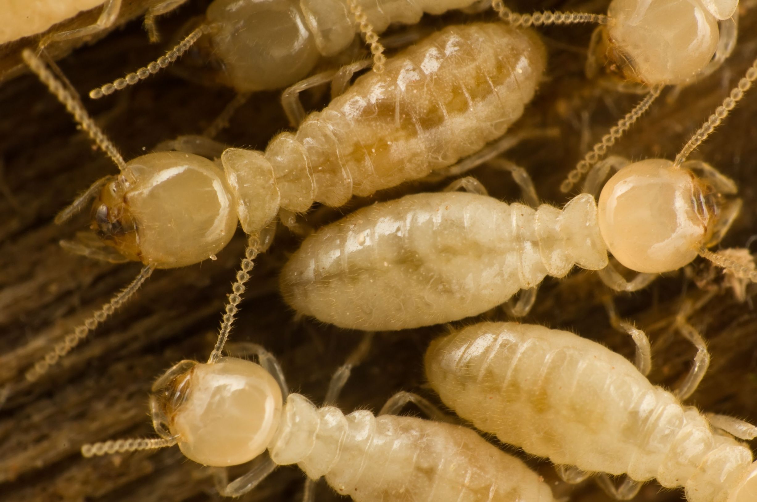 Get Serious About Termites in Baltimore, MD Or Pay The Price