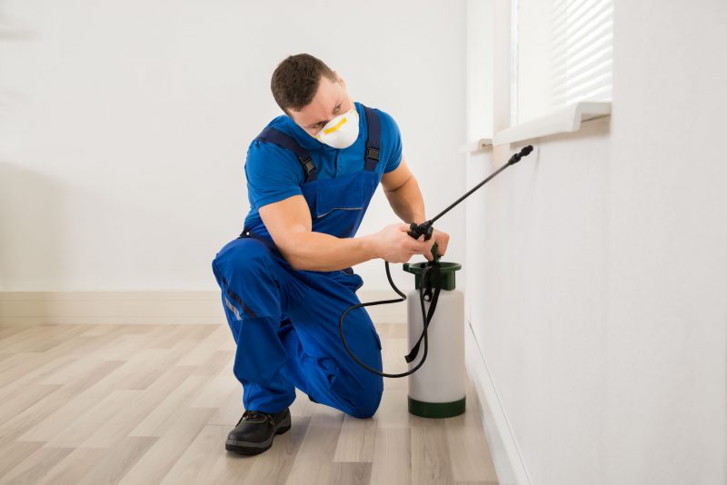 Why Choose Local Pest Control In Longview, Texas