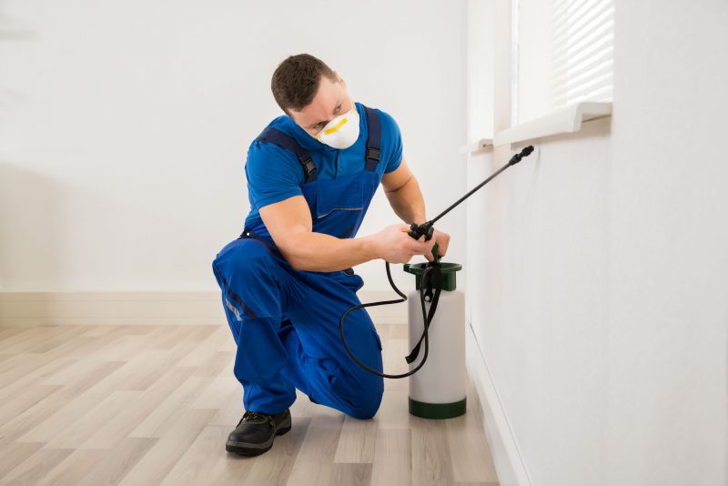 Proper Bed Bug Removal In Temecula, CA
