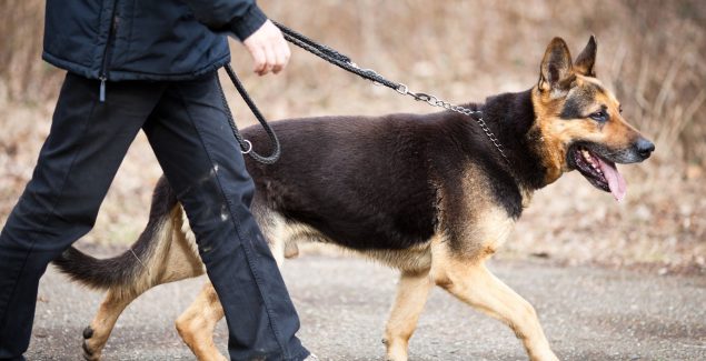 The Top Reasons to Enroll Your Dog in Professional Chicago Canine Training