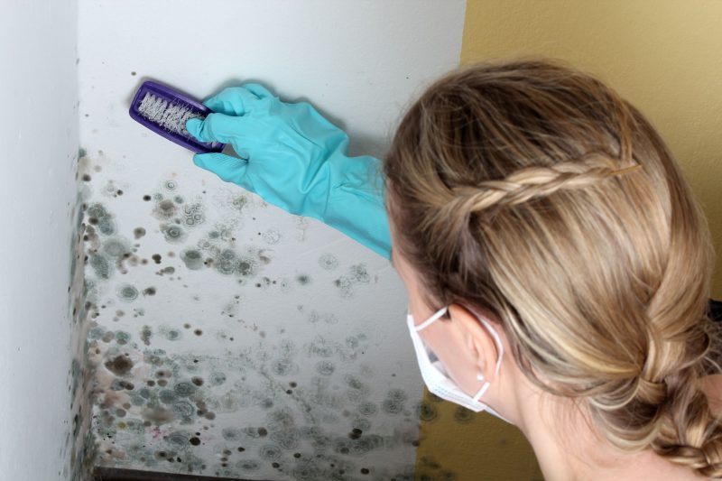 3 Benefits of Mold Detection Service in Ashburn VA