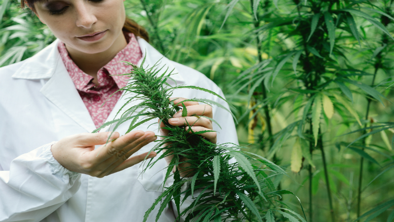 What to Look for When Hunting Down a Really Good Cannabis Strain