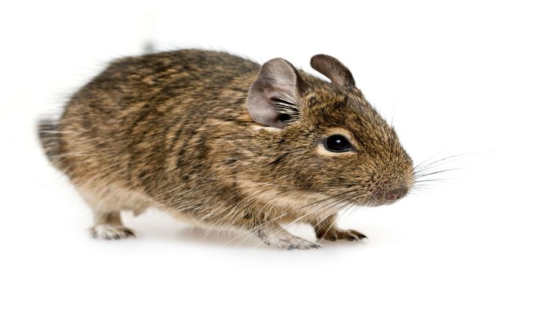 Rodent Removal in Greenville SC is Essential in Keeping a Home Safe