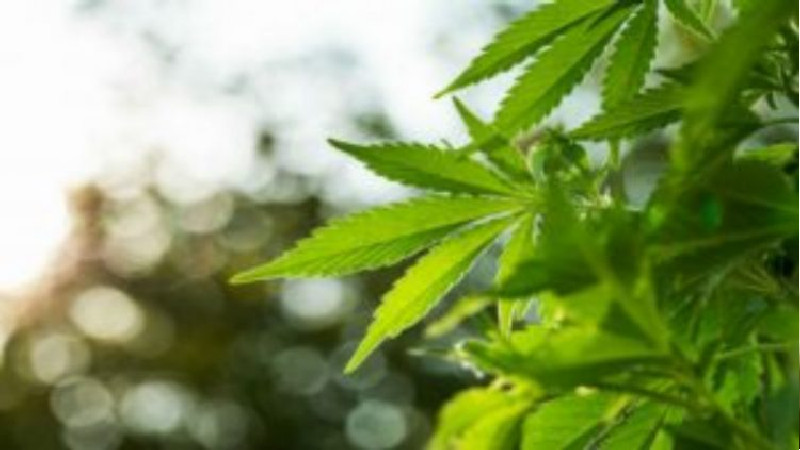 What to Know About a Weed Dispensary in Washington