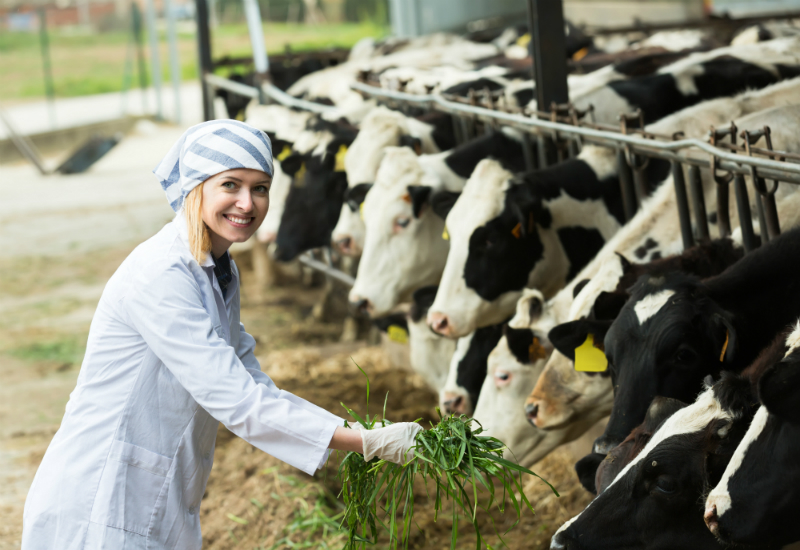 Why Should You Lease a Bull From a Livestock and Breeding Farm?