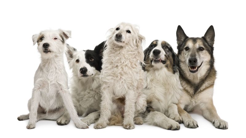 Grooming Secrets From a Dog Groomer in Loveland