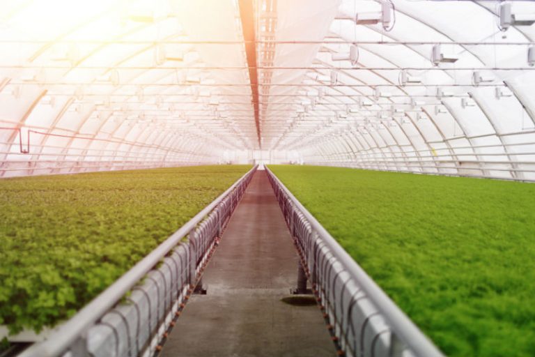 The Importance of a Food Safety Management System