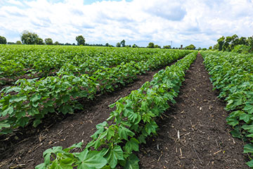 Why Using Seed Treatment for Your Crops in Crockett County TN Is Smart