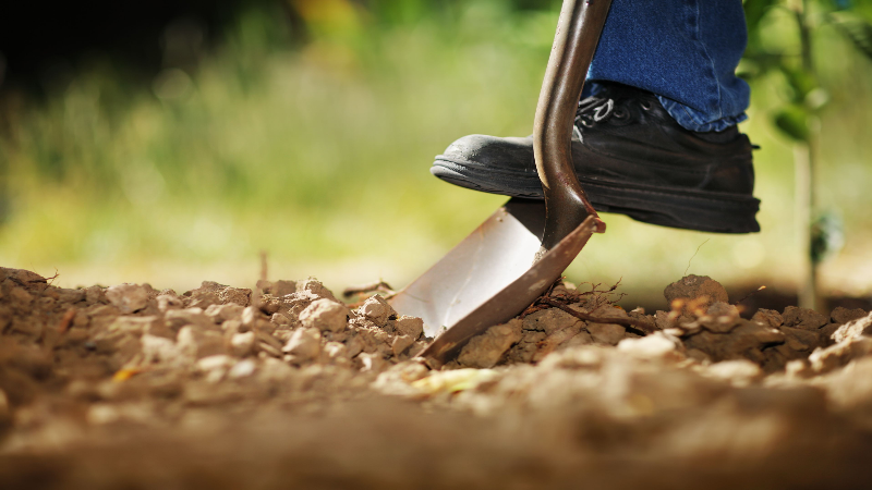 Four Reasons to Use Pest Management Services in Portageville, MO: Protect Your Home from Pesky Invaders