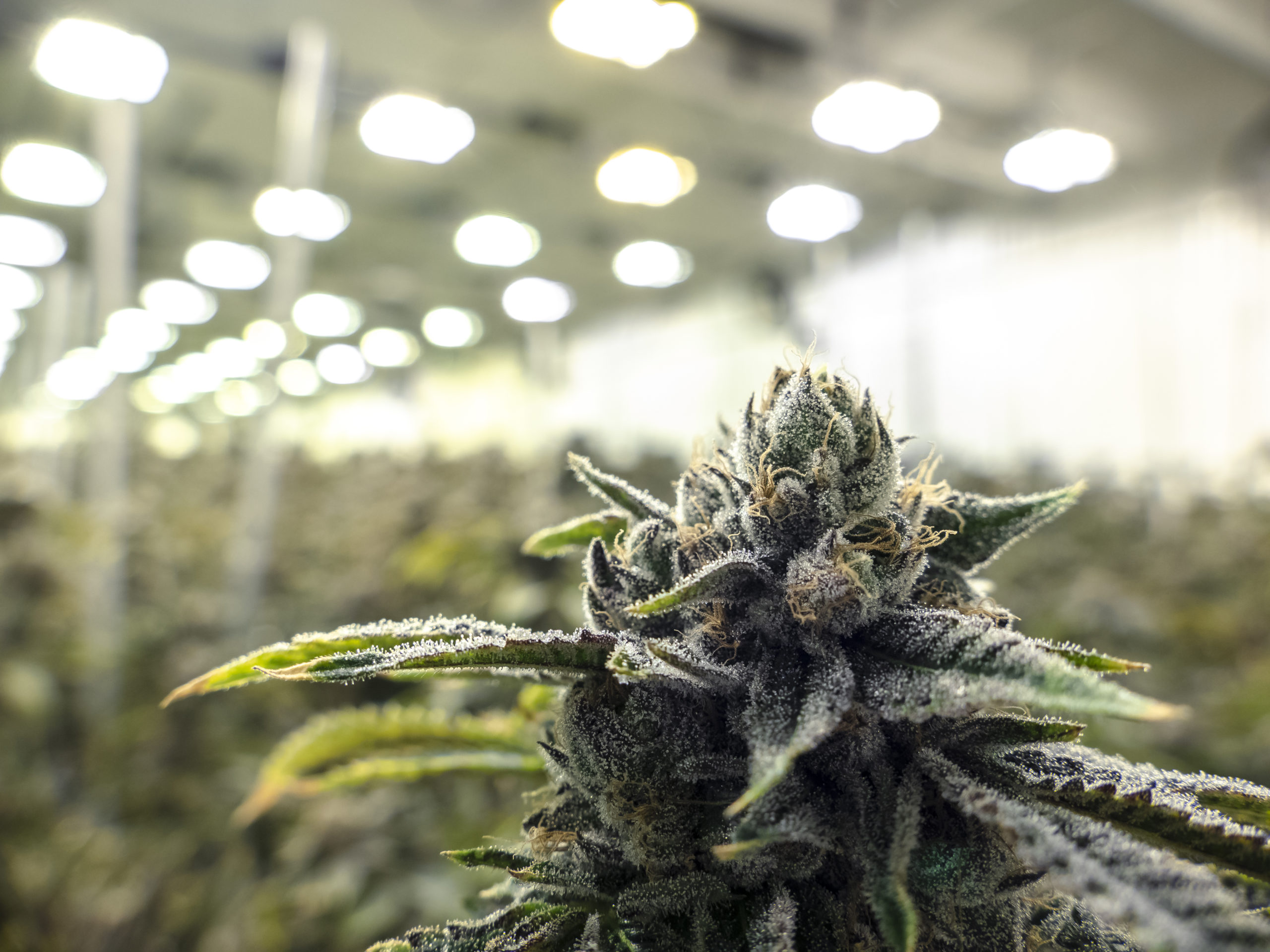 What to Expect From Weed Shops near Palisade, CO