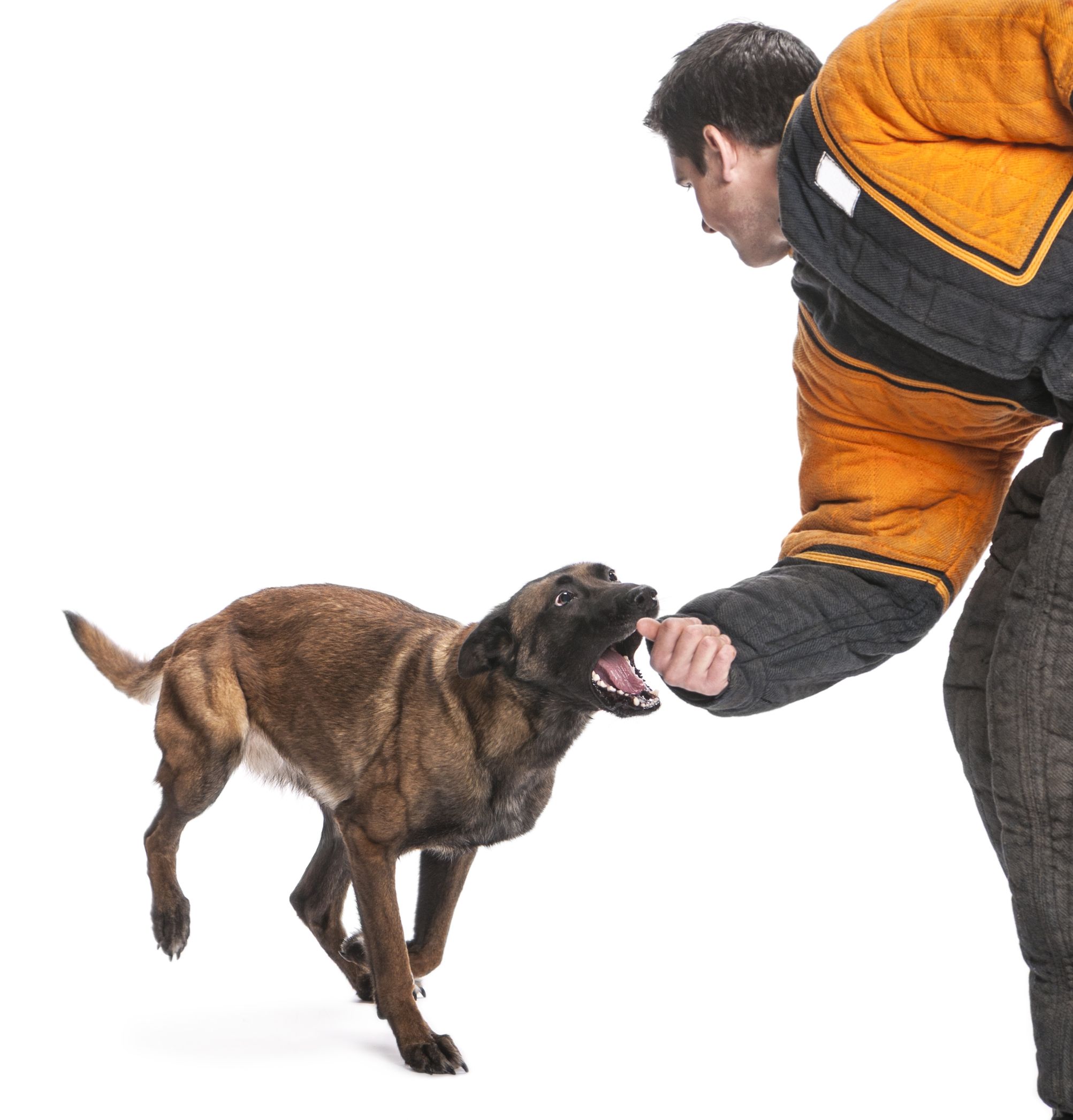 Master Your Pup with Dog Training Services in Salt Lake City UT