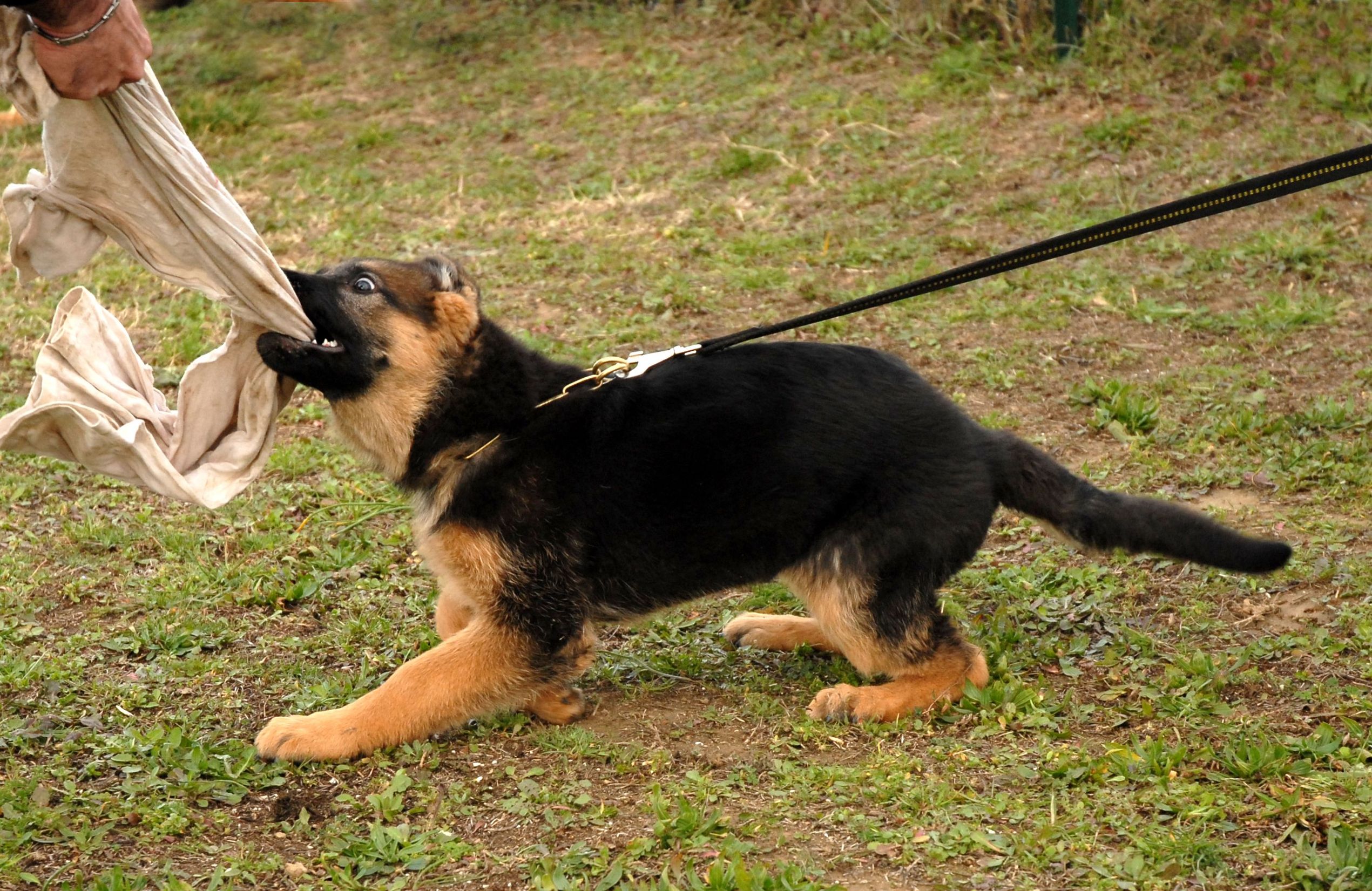 The Three Rs of Puppy Training