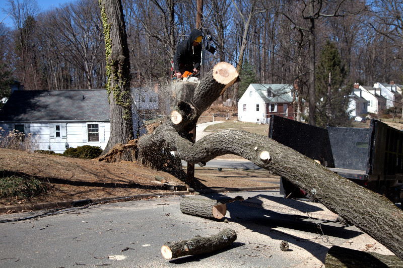 Finding Emergency Tree Service in Atlanta, GA, Can Save You a Lot of Headaches