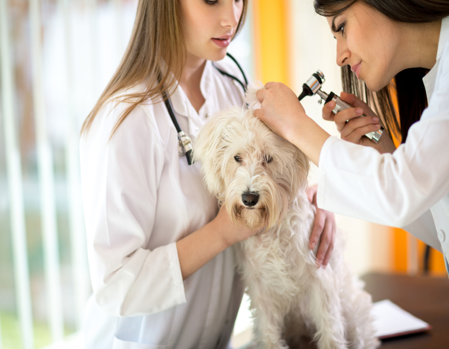 Why You Need A Reliable Animal Medical Center In Murrieta CA