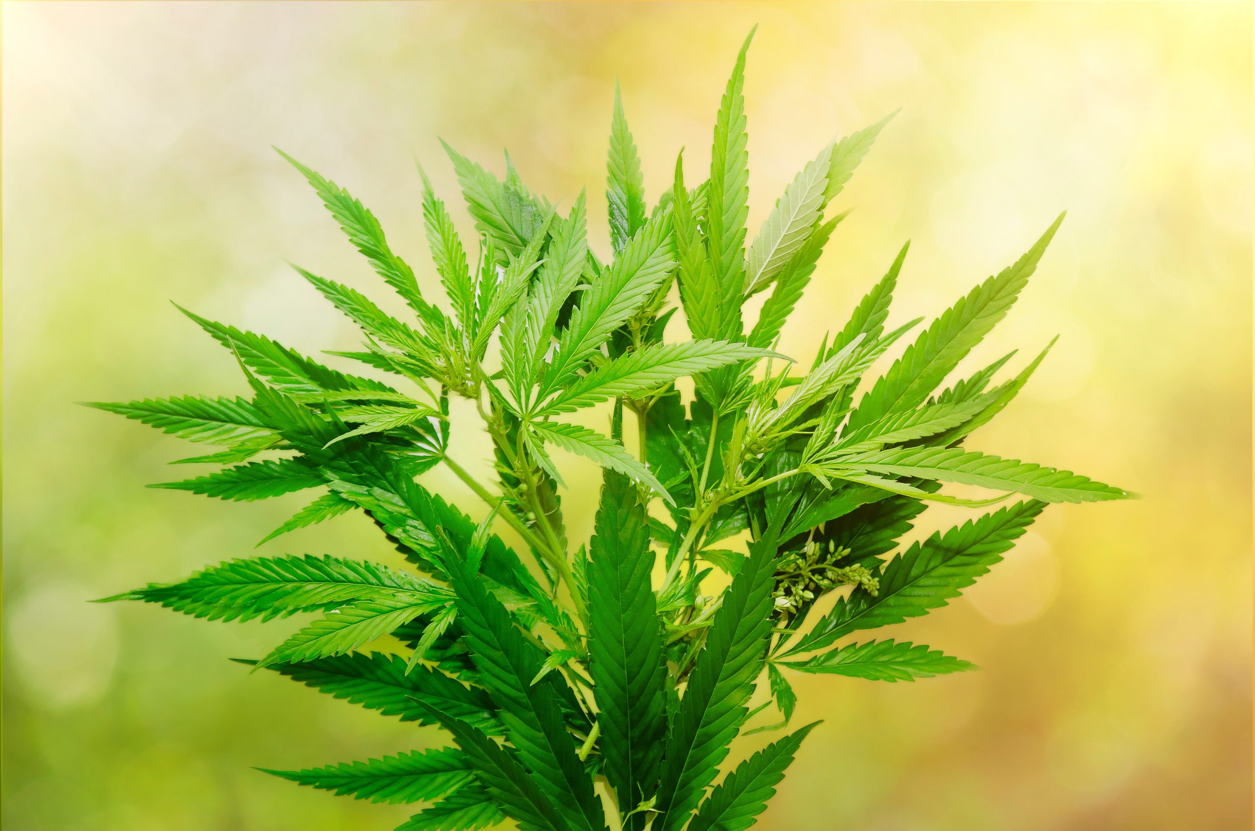 When to Reach Out to a Marijuana Marketing Company