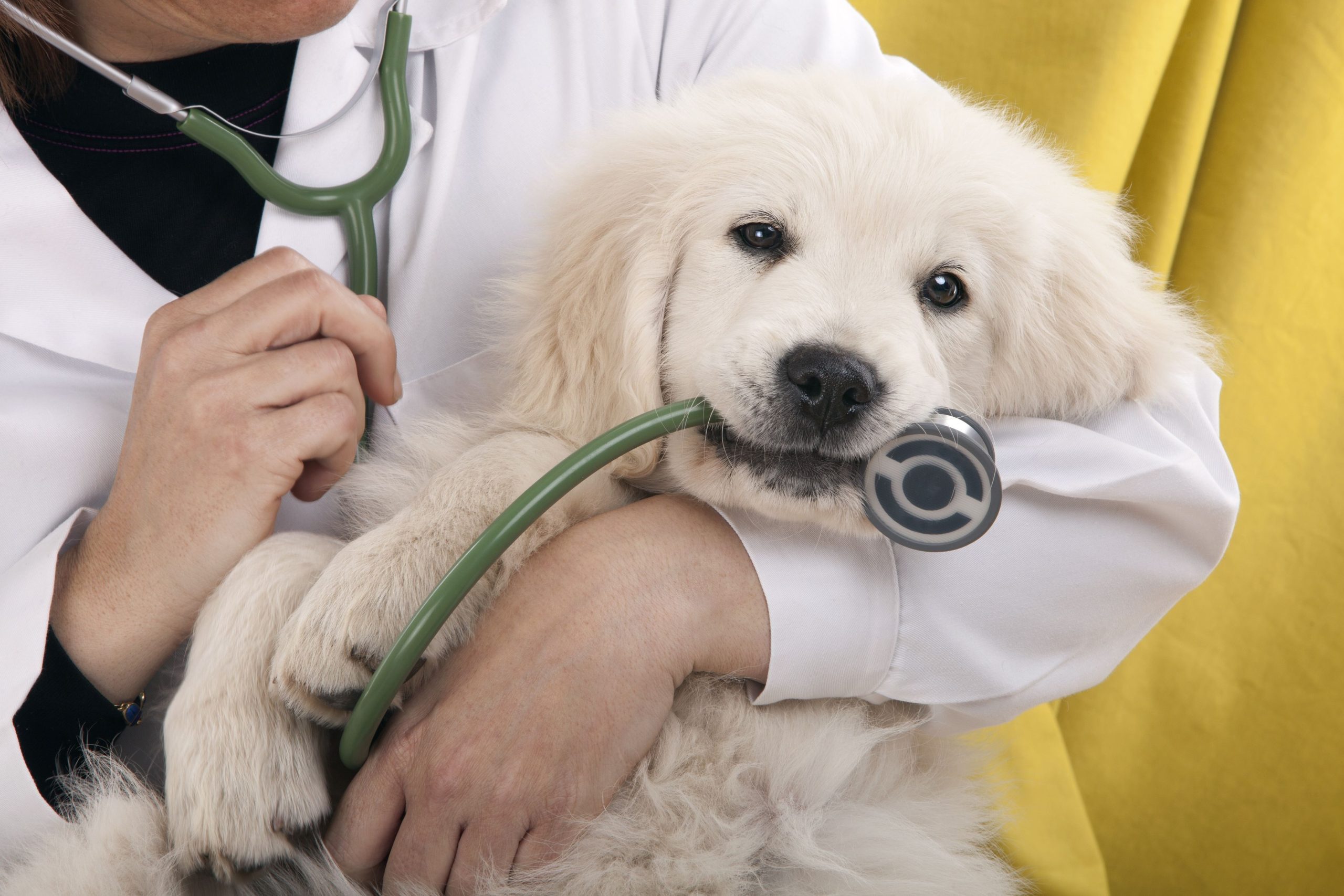 Dog Cardiologists in Sarasota, FL—Protecting Your Pet’s Heart