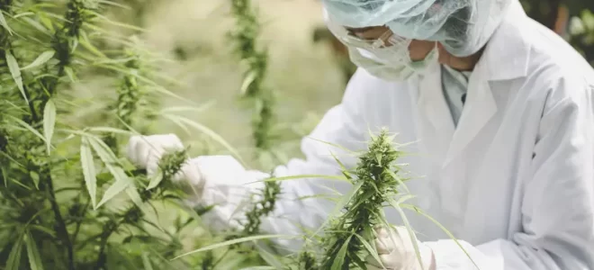 Advantages Gained by Buying From a Starkville Medical Marijuana Dispensary