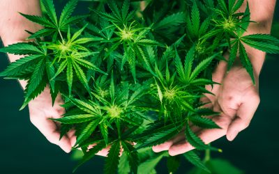 Exploring the Rich Aroma and Potency of THCA Live Resin