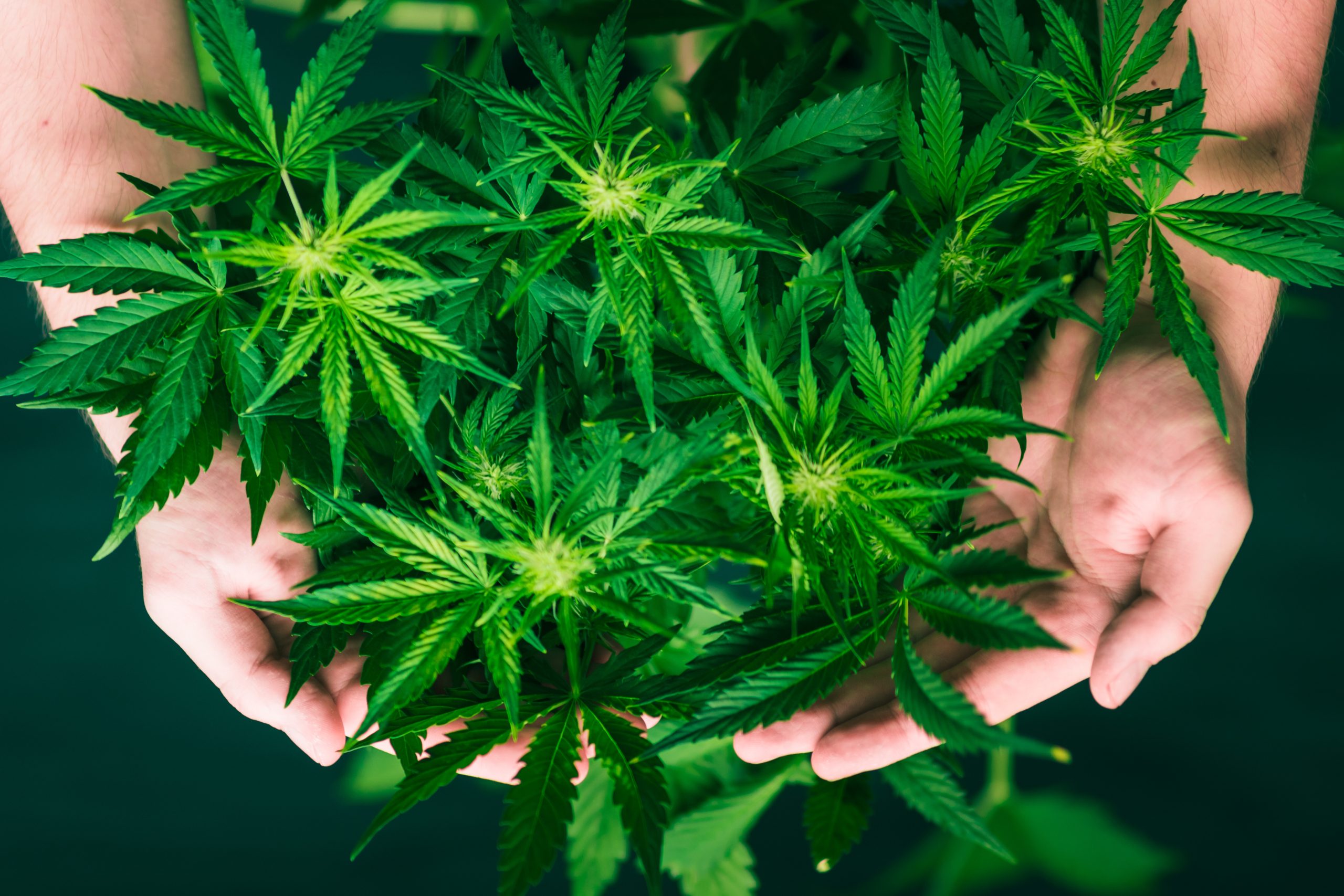Exploring the Rich Aroma and Potency of THCA Live Resin