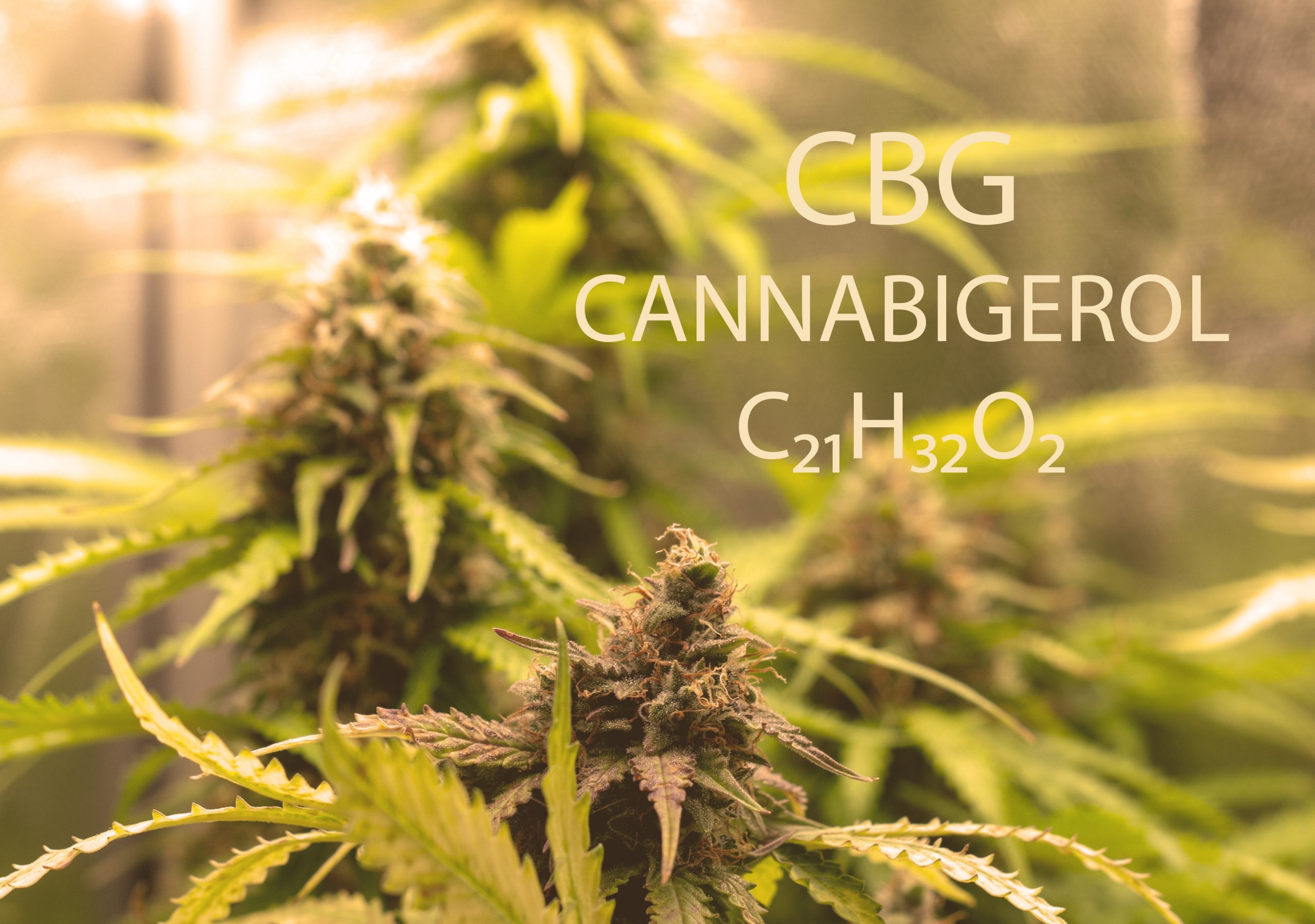 Top Ways That Full Spectrum CBD Oil Can Help You in Connecticut