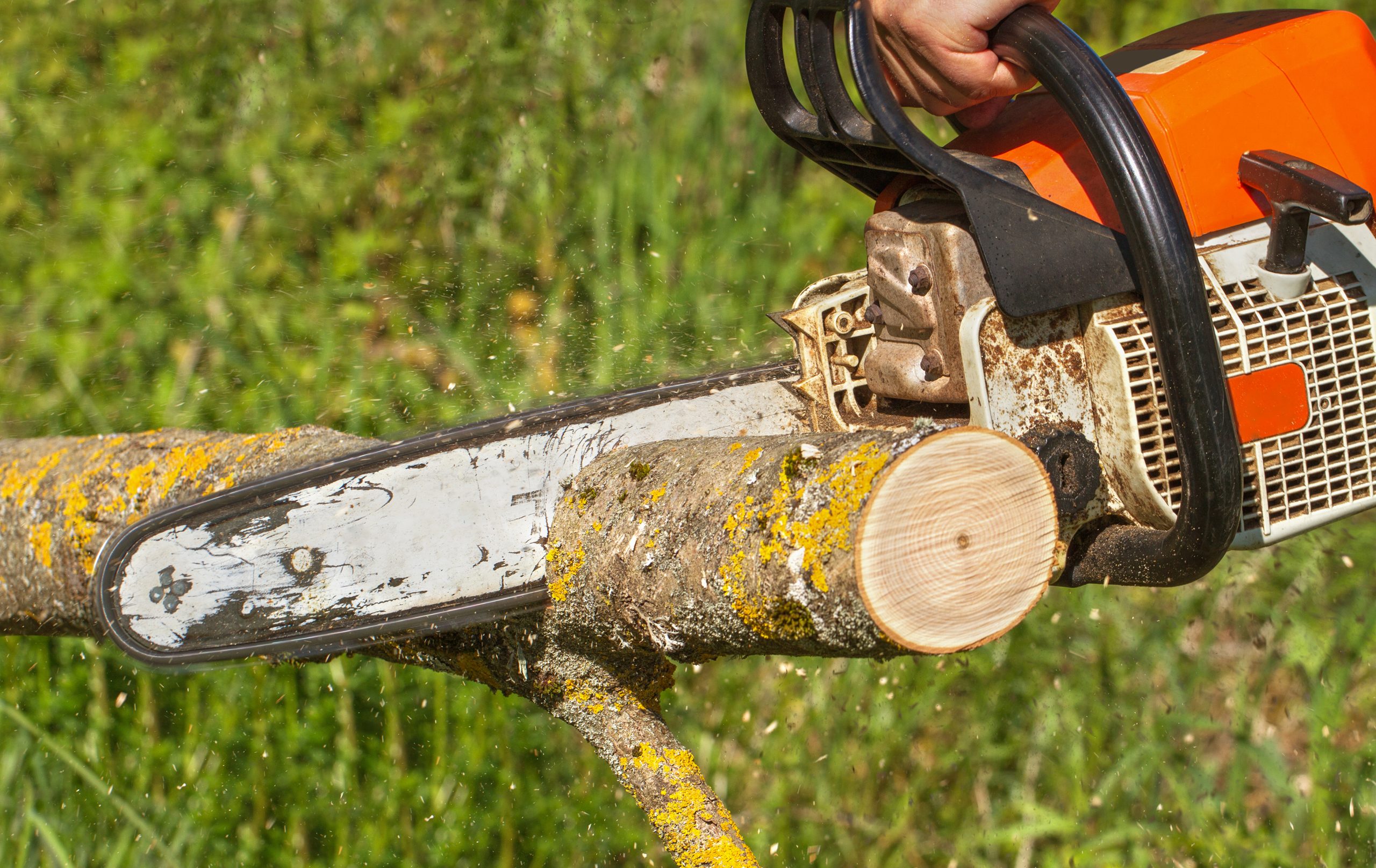 Tree Services in Washington, NJ: Preserving Beauty And Safety