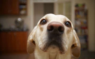 Find a Dedicated Business That Offers Fort Collins Dog Boarding