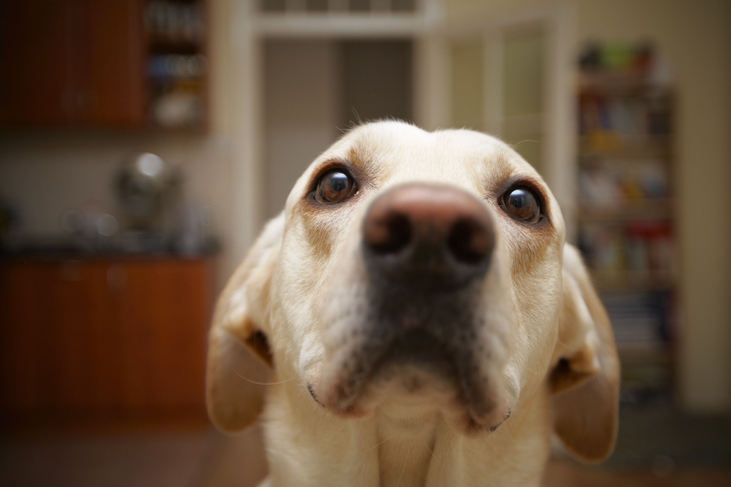 Find a Dedicated Business That Offers Fort Collins Dog Boarding