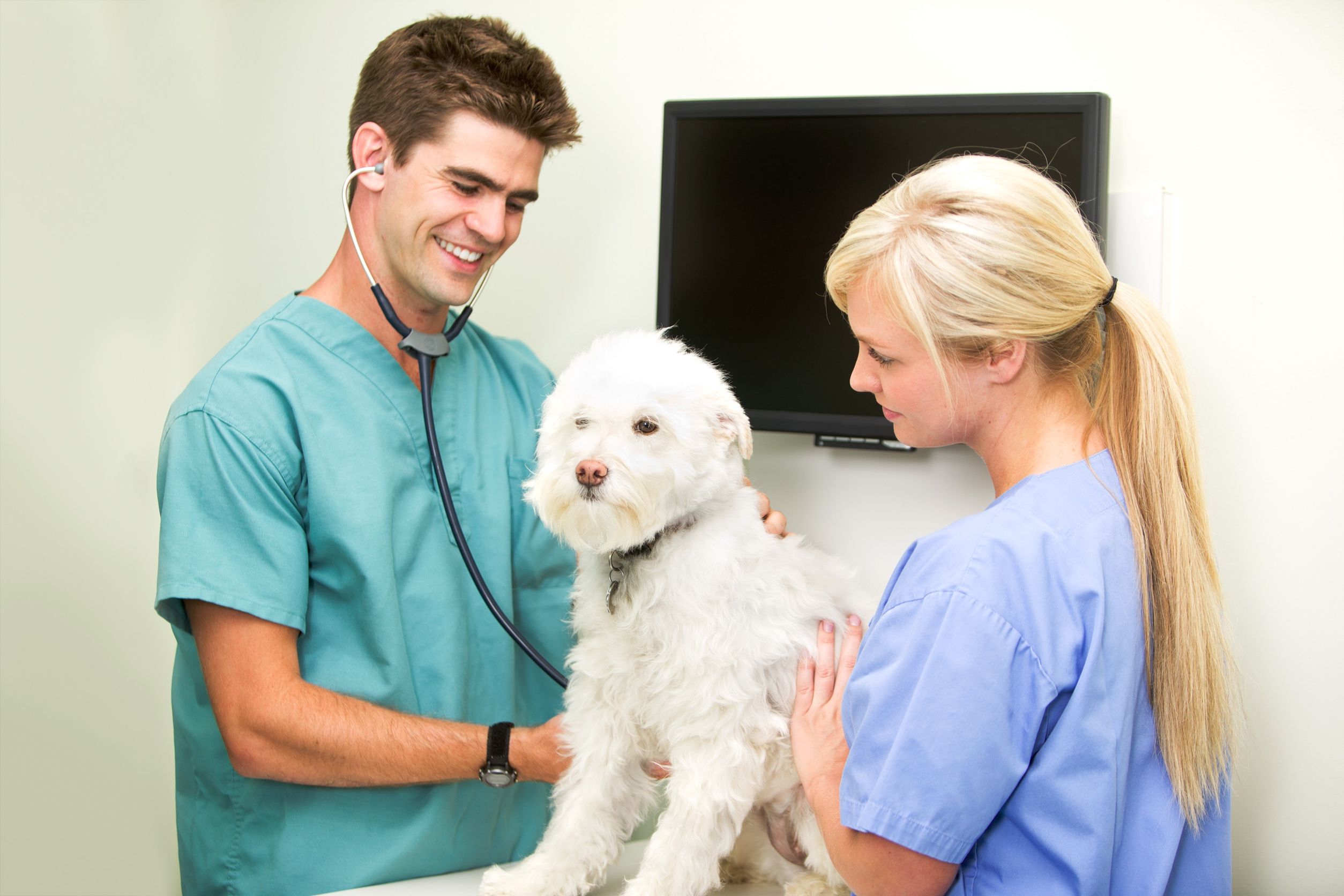 Your Four-Legged Family Members’ Closest Ally: The Veterinary Hospital