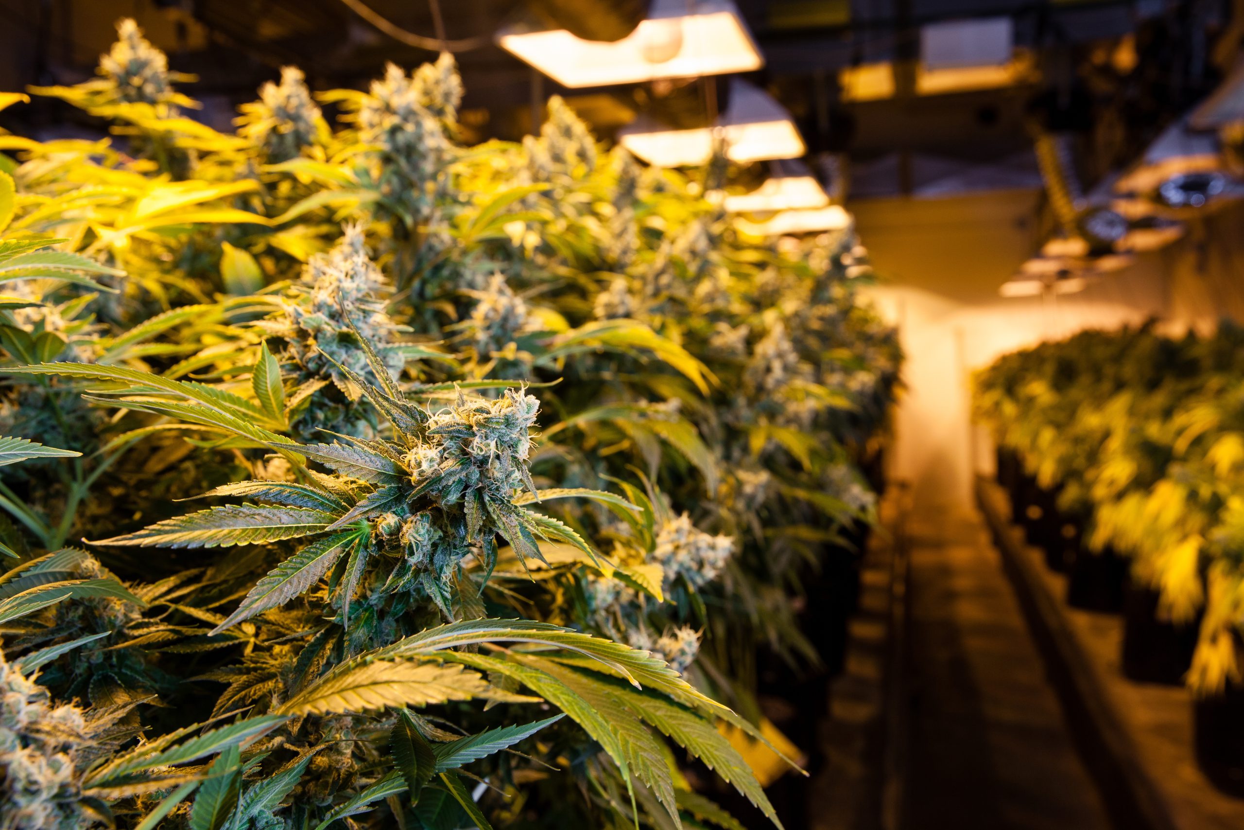 Locating THCa in Columbus, GA – Everything You Should Know