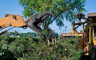 Tree Removal in Norfolk, MA: Protecting Homes And Improving Landscapes