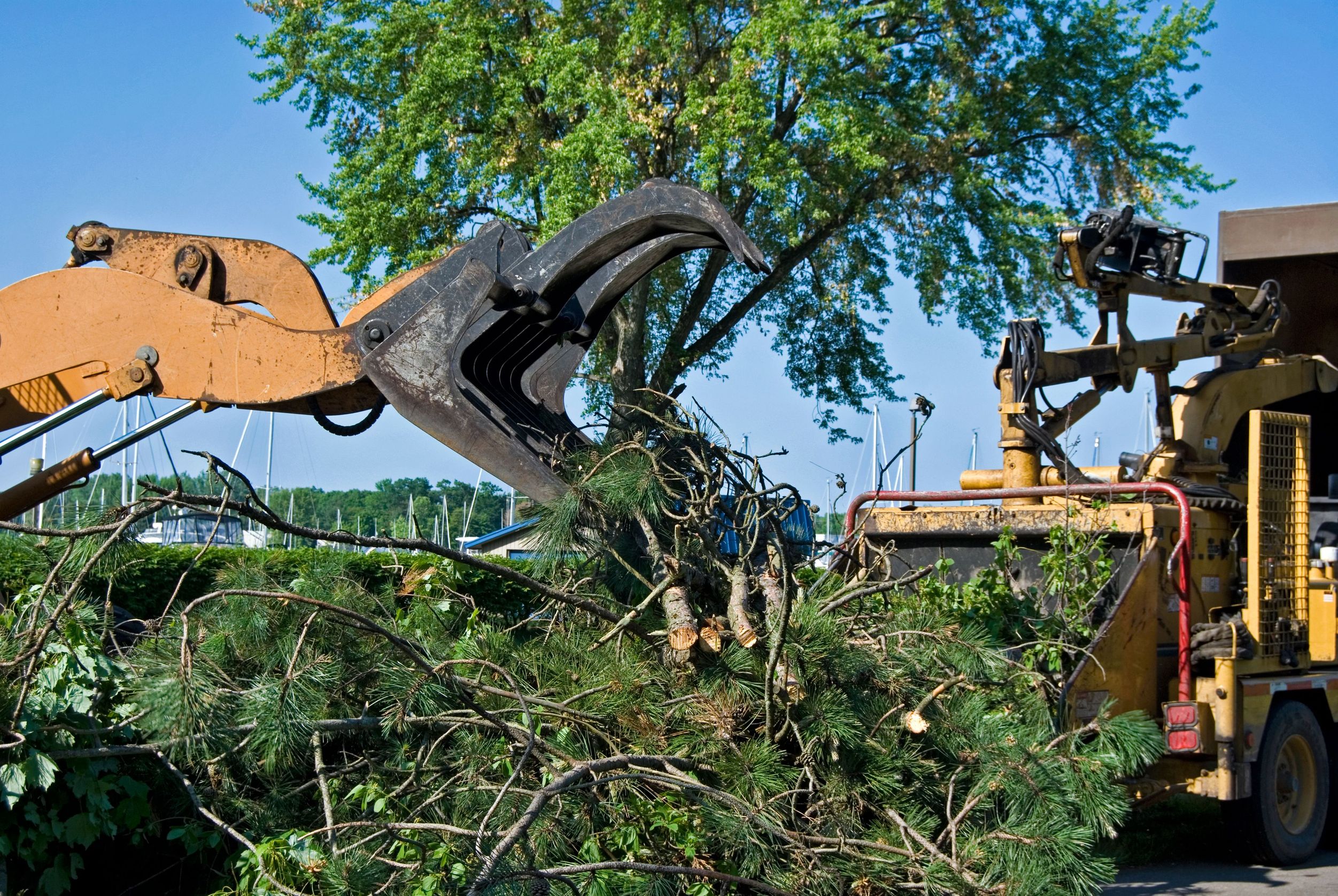 Tree Removal in Norfolk, MA: Protecting Homes And Improving Landscapes