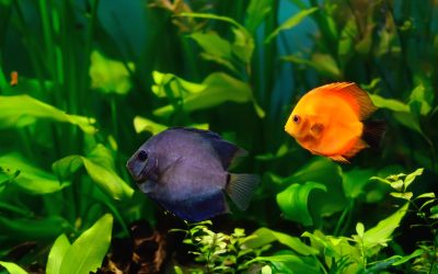 Your Gateway to Aquatic Wonders: Fish Shop in Denver, CO