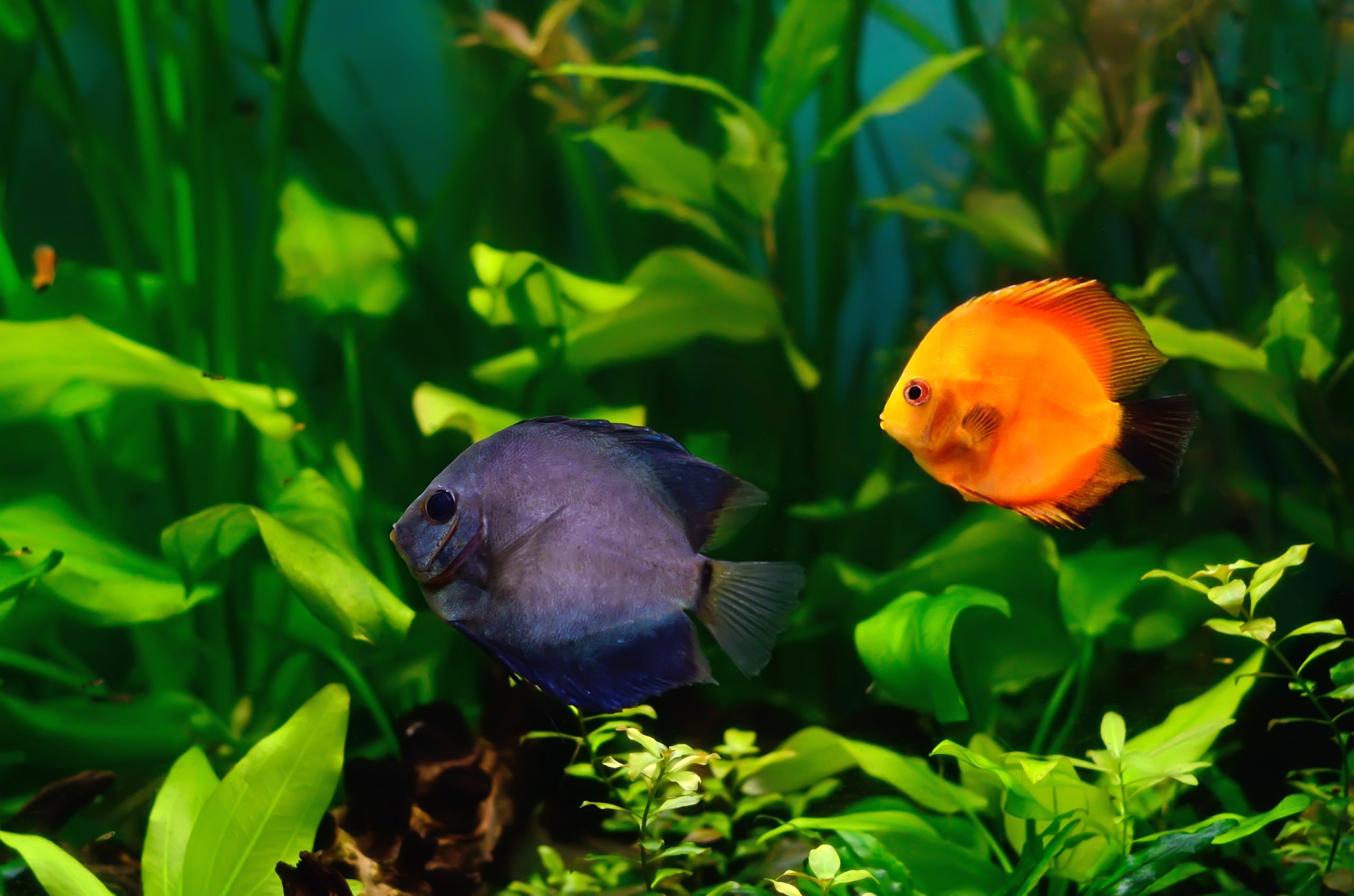 Your Gateway to Aquatic Wonders: Fish Shop in Denver, CO