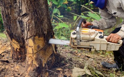Professional Stump Grinding in Omaha, NE: Revitalize Your Outdoor Spaces
