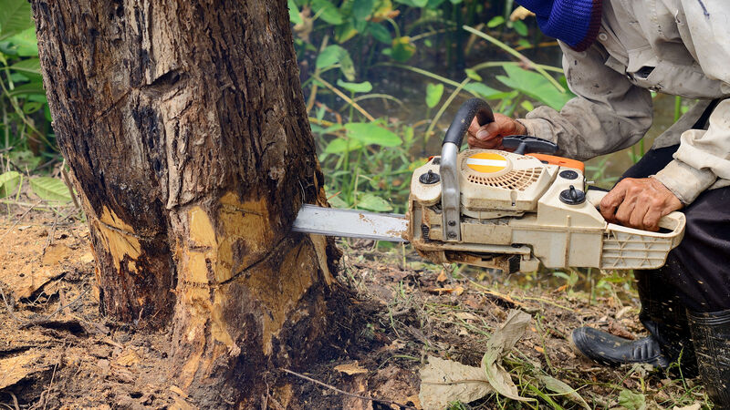 Professional Stump Grinding in Omaha, NE: Revitalize Your Outdoor Spaces