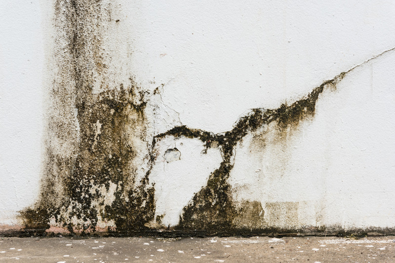 Say Goodbye to Mold for Good: Prevent Damage with Mold Cleanup in The Villages, FL