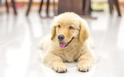 Expert Dog Trainer in Arlington, TX – Building a Strong Bond with Your Pet