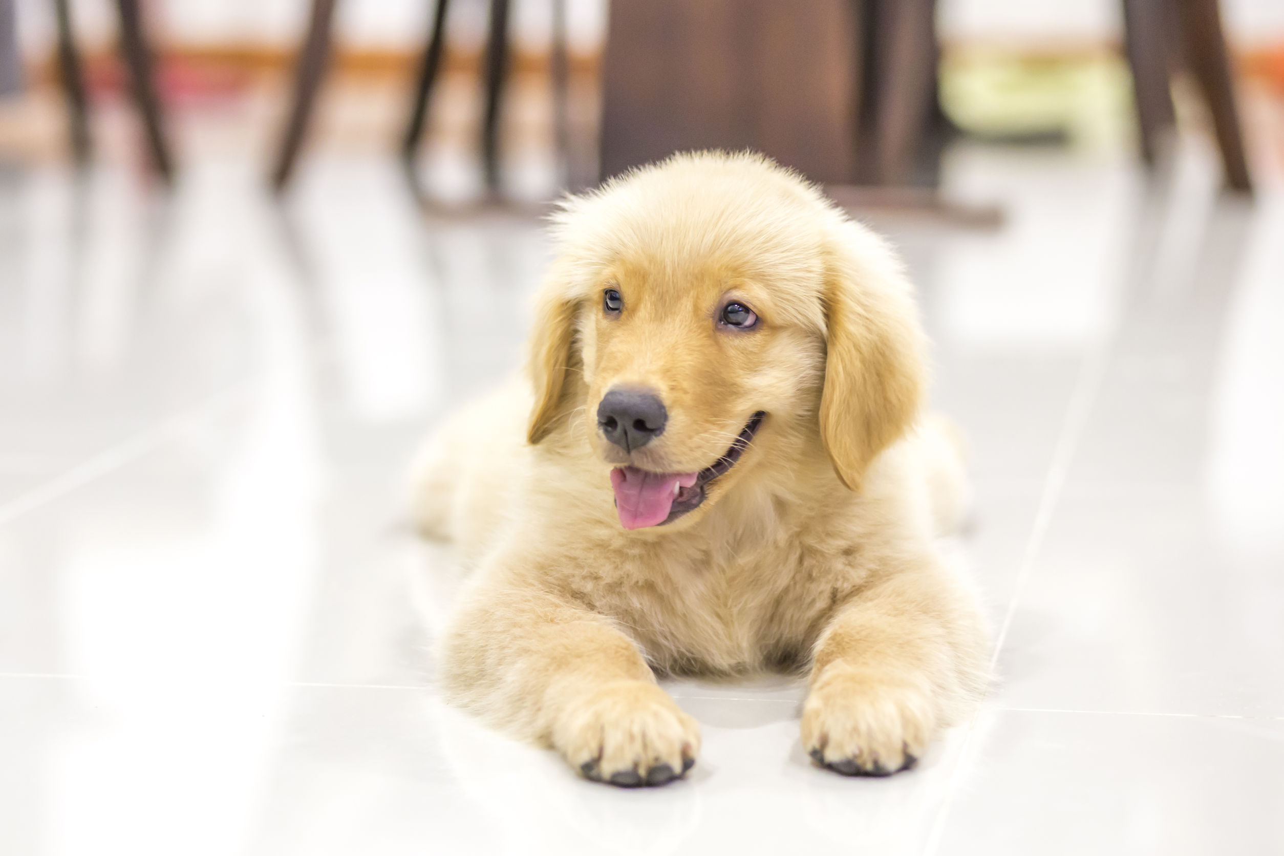 Expert Dog Trainer in Arlington, TX – Building a Strong Bond with Your Pet