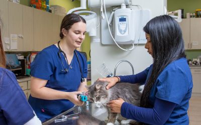 Your Guide to Dog Veterinarian Services in Monmouth County, NJ